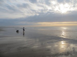 Het Zwin, natuurgebied bij Cadzand