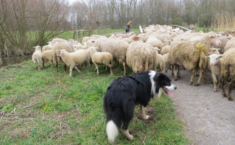 Leidse Lammetjes luiden de Lente&nbsp;in