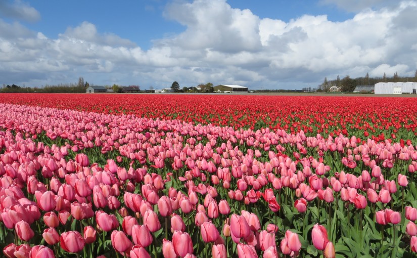 Bloembollen………het is lente!