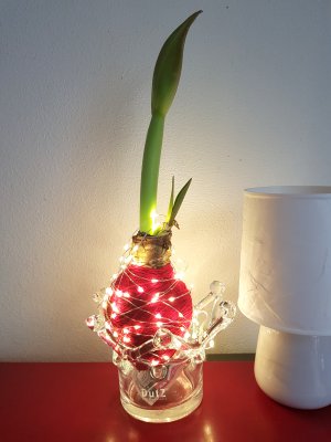 DYE….Amaryllis-bol opleuken…