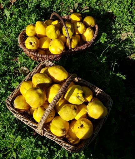 Kweeperen likeur maken&nbsp;DIY