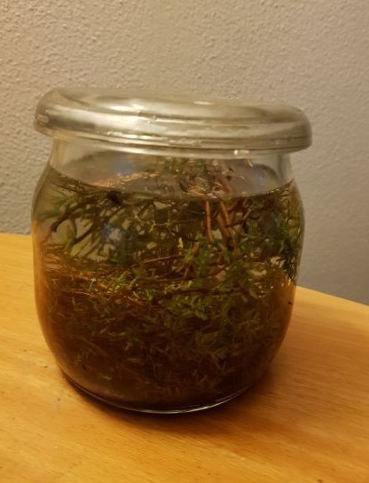 Thijm Gember Honing likeur recept om te maken