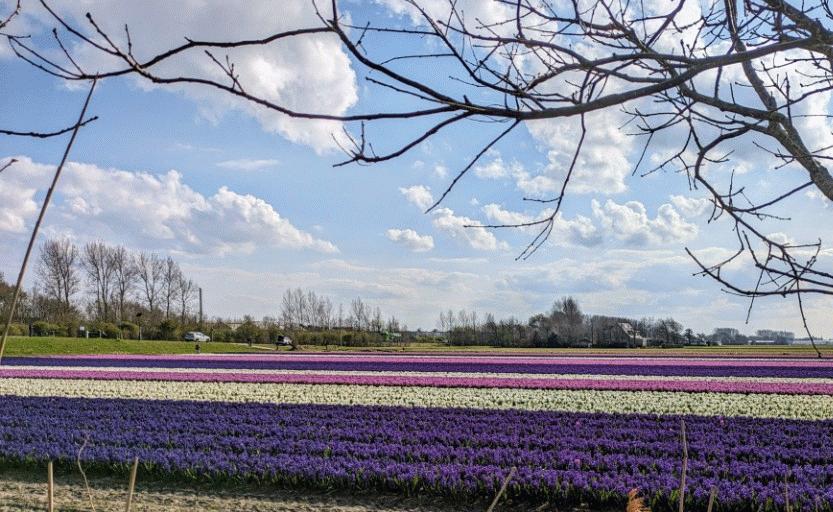 Bloemencorso in de bollenstreek, in 2025 in het weekend van 11 april. 
